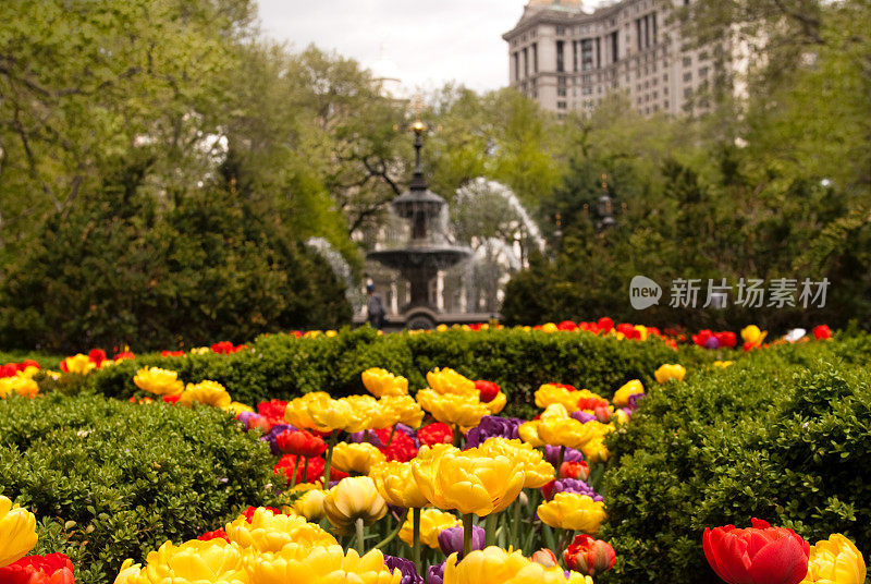 曼哈顿市政厅公园的鲜花特写