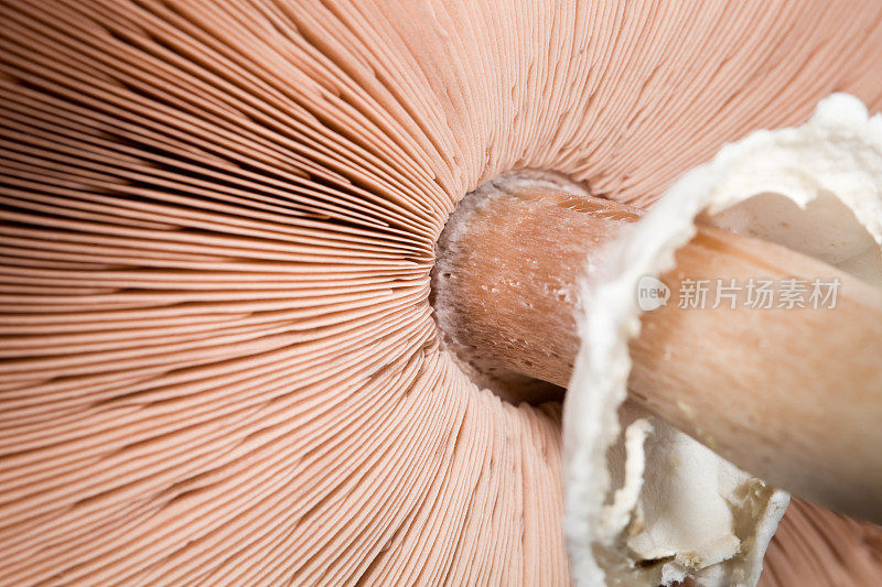 蘑菇从下面