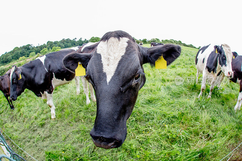 爱尔兰草地上好奇的小牛