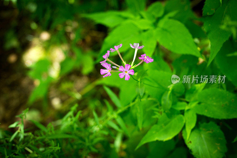 山上的野花