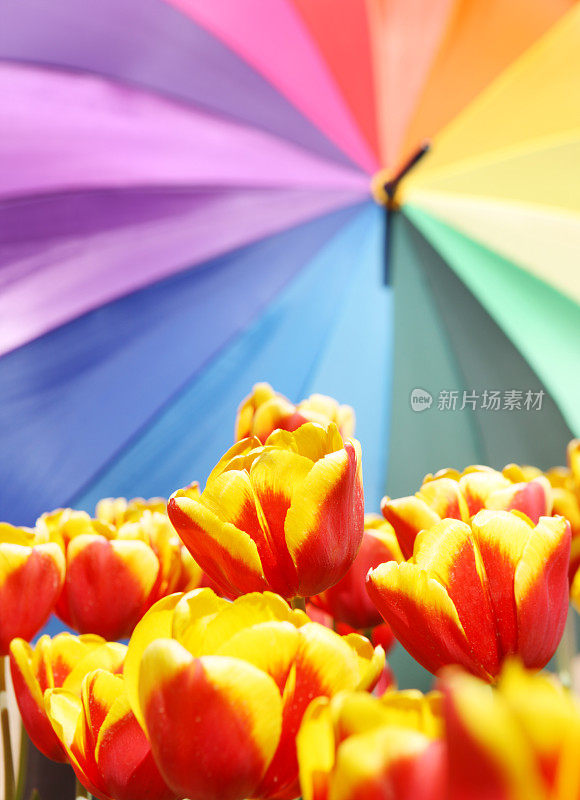 郁金香和彩虹伞