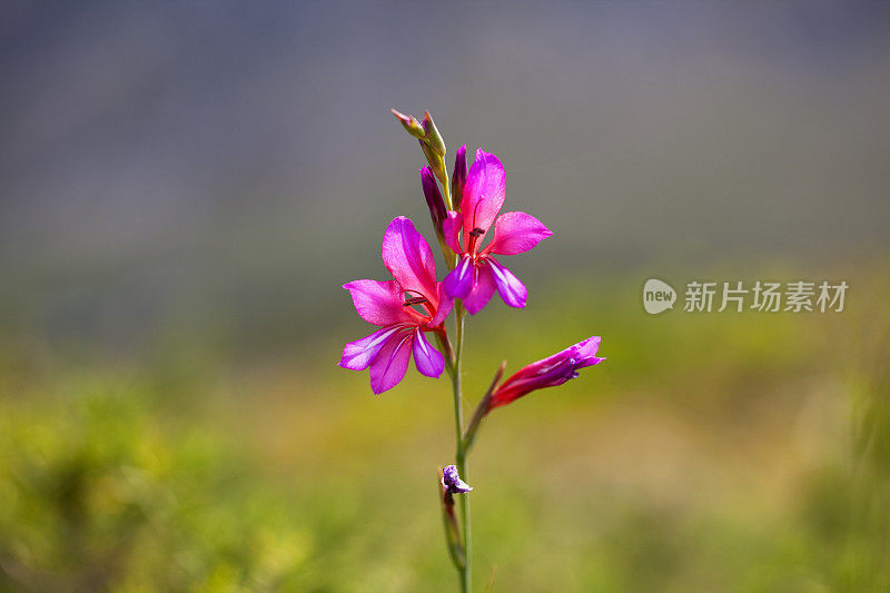 西班牙马略卡岛的野花(剑兰)