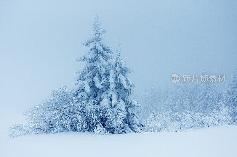 冬天的风景有雪冷杉树