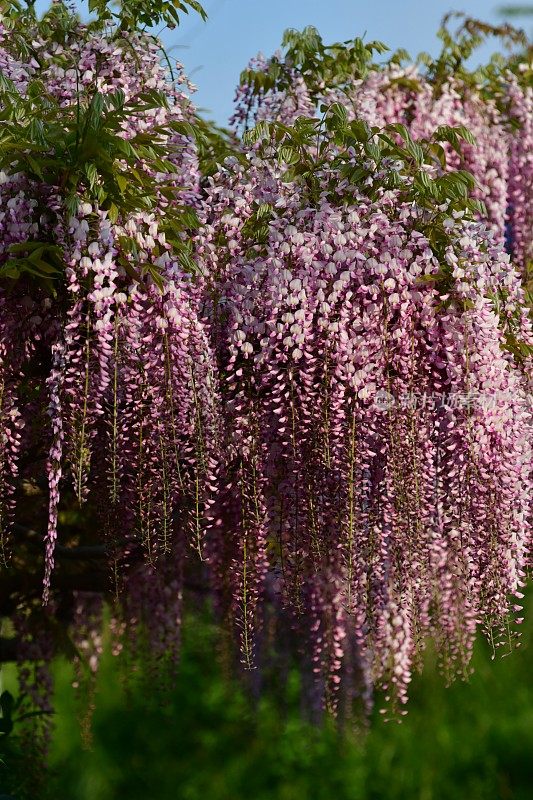 日本紫藤花