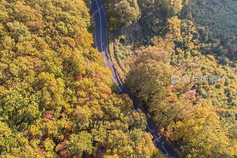 弯弯曲曲的路穿过秋天的森林