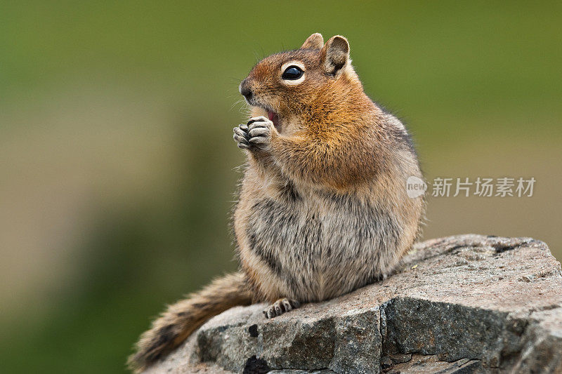 金毛地松鼠坐在岩石上进食