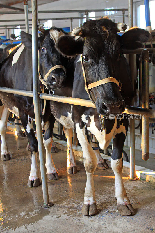 在中国滦南县的一个农场，许多奶牛在机械化挤奶站等待挤奶