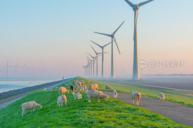 日出时，羊和风力发电机沿着湖边转动