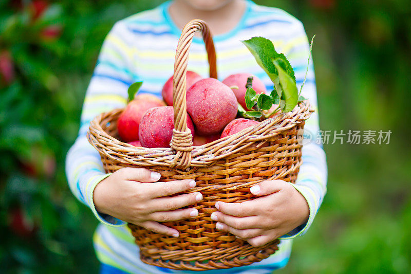 一个小男孩在秋天摘红苹果