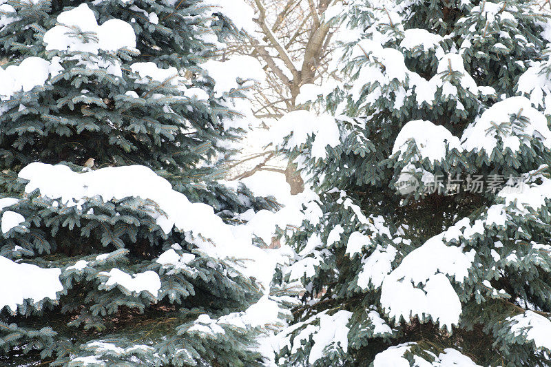 常青树的树枝与雪