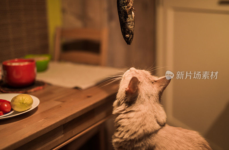 饿猫想吃鱼。