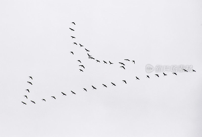 这是沙丘鹤离开阿拉斯加时的样子。