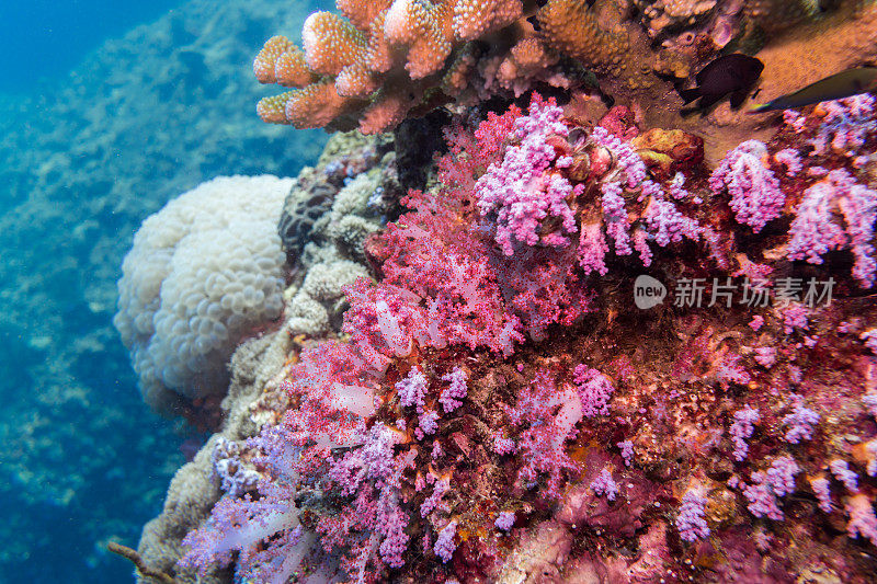 充满活力的珊瑚礁水下海景