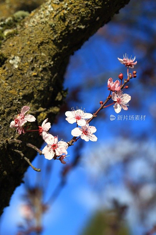 粉红色的樱花在春天绽放