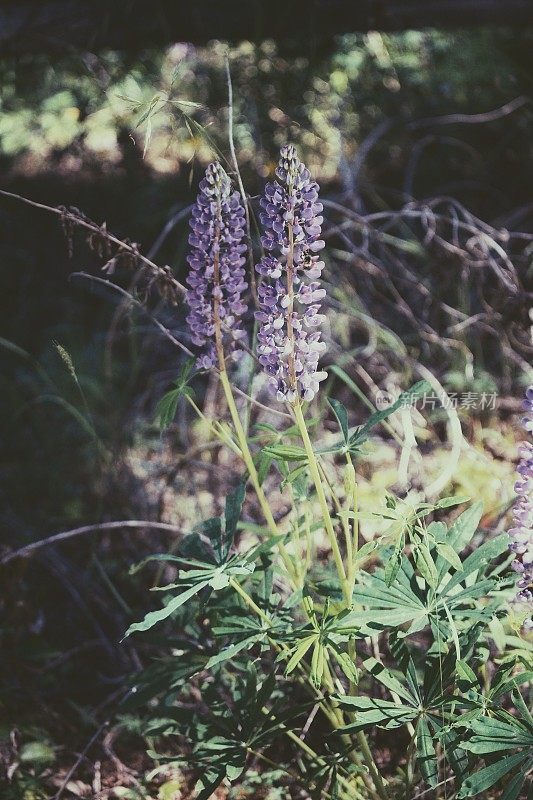 羽扇豆紫色花，深色背景