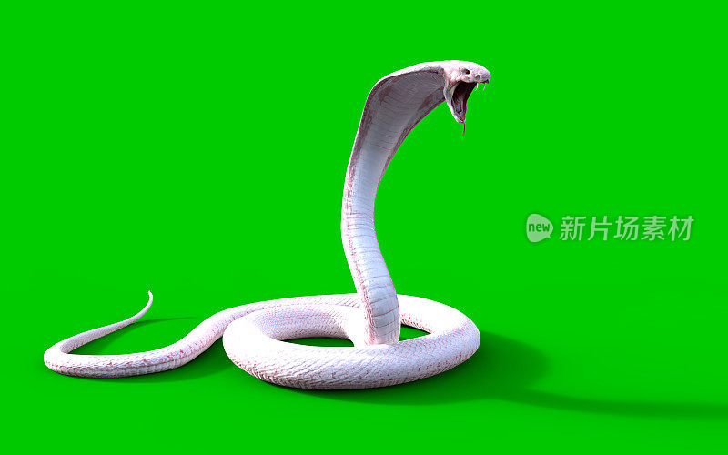 白化眼镜王蛇
