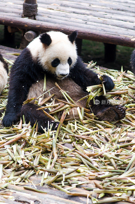 大熊猫吃竹子由成都