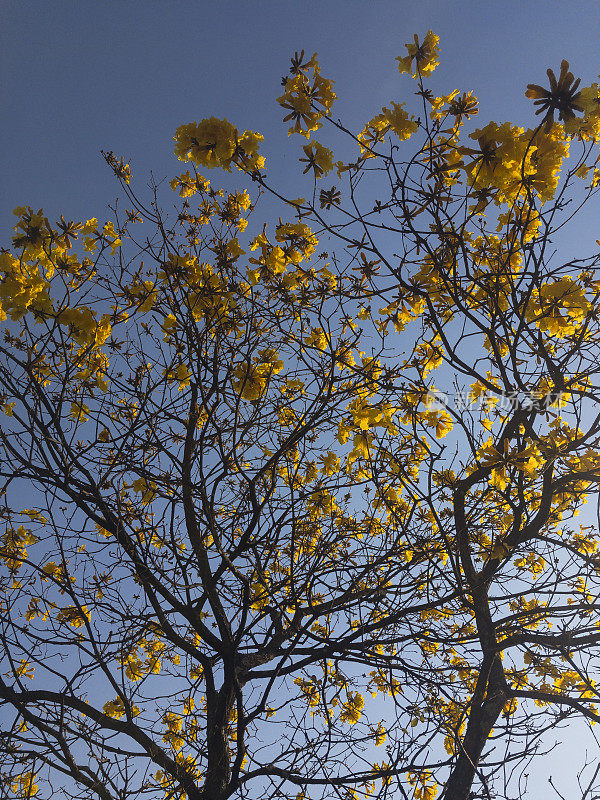 花树_巴西黄冰