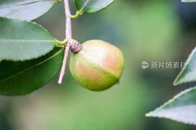 茶树上的茶籽，茶油是由这些种子制成的，一种像橄榄油一样的健康油