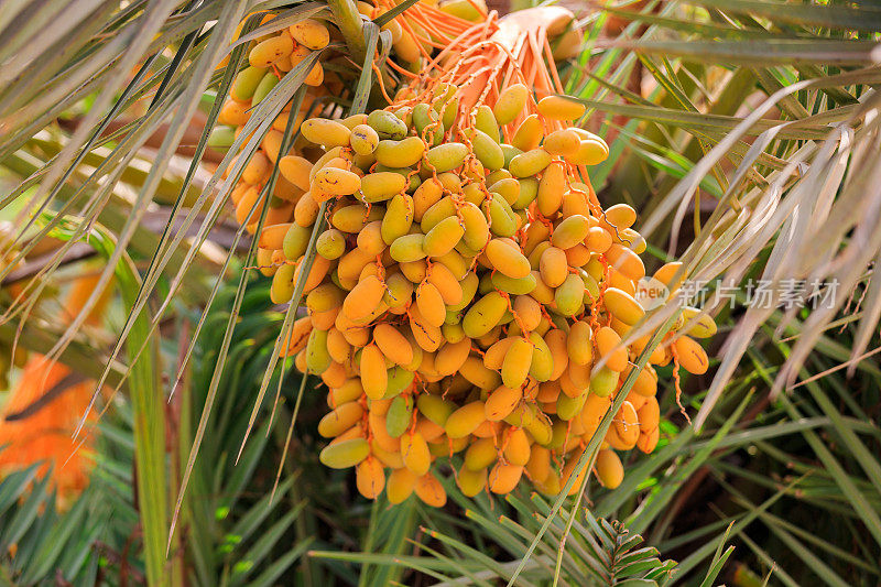 棕榈树上有许多未成熟的橙子枣