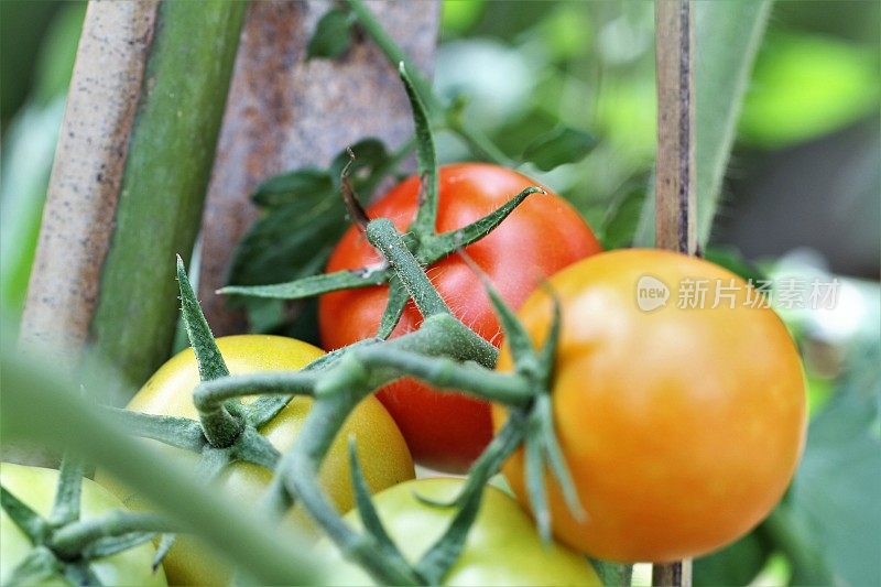 花园里成熟的番茄呈绿色、红色和橙色