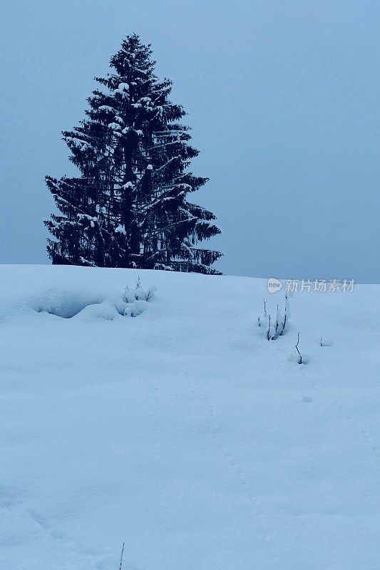 在欧洲阿尔卑斯山脉，冰雪覆盖的冬季景观和森林