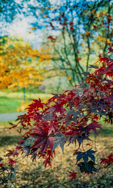 一般的秋天风景如画的森林林地，森林树木的叶子颜色