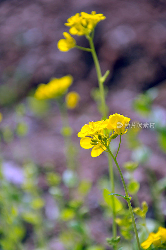 带芽的油菜花