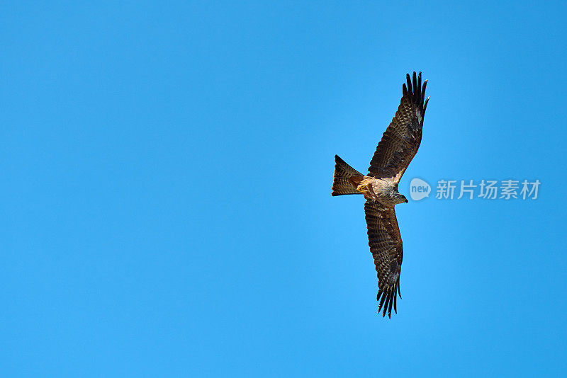 鹰在天空中飞翔