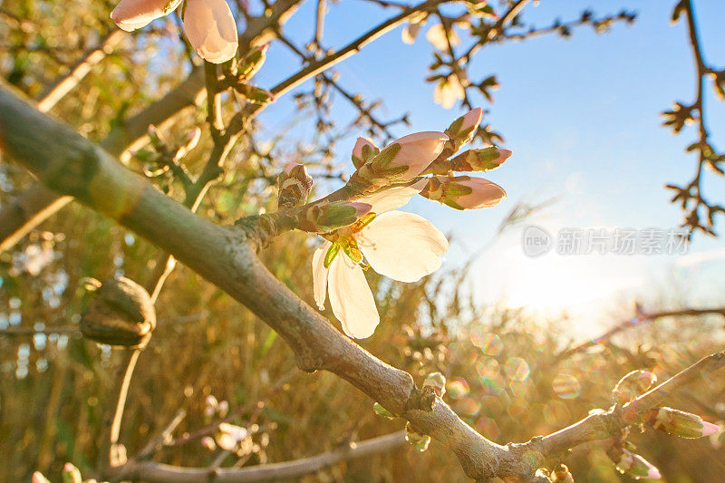 杏仁花盛开在极端微距拍摄