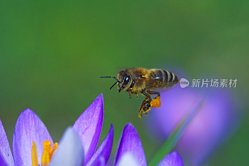 蜜蜂在磨粉