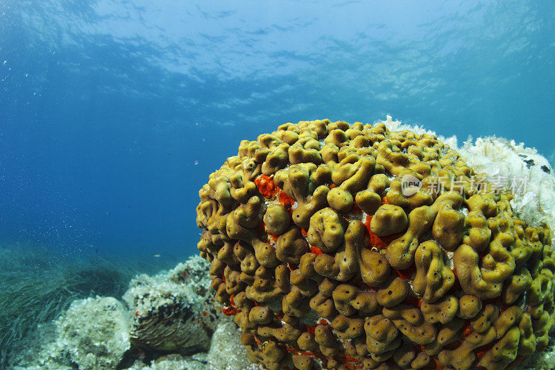 海洋生物海绵水下呼吸器潜水员视角地中海