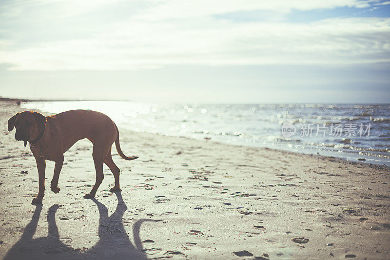 海滩上的罗得西亚脊背犬