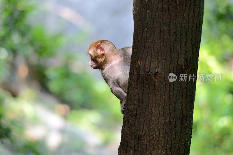 在树林里玩小猴子