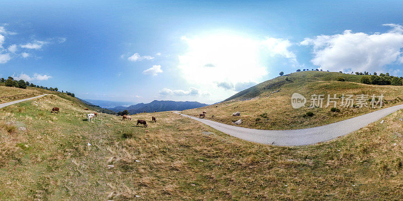 等矩形全景图:阿尔卑斯山森林中的道路