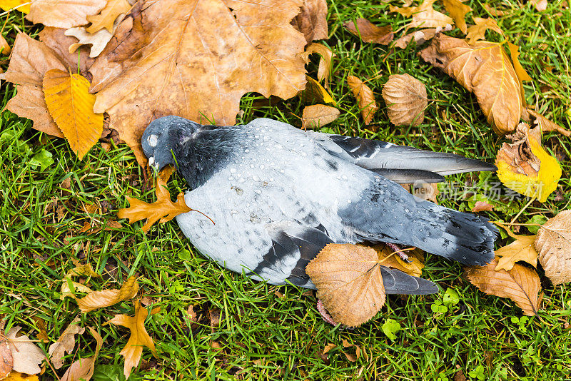 死鸽子躺在草地上