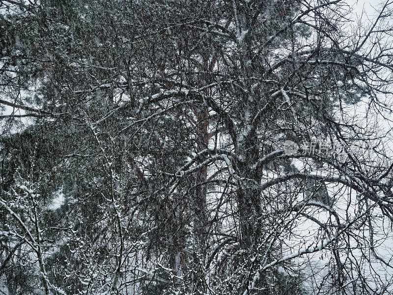 降雪上面树木