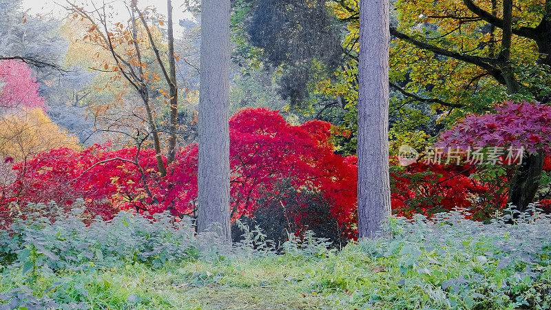 一般的秋天秋天季节十月十一月十二月叶颜色风景美丽自然