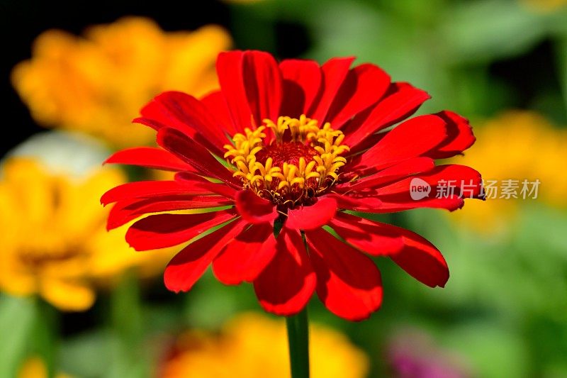 Zinnia花