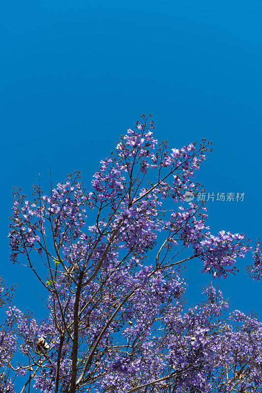 盛开的蓝花楹树，葡萄牙