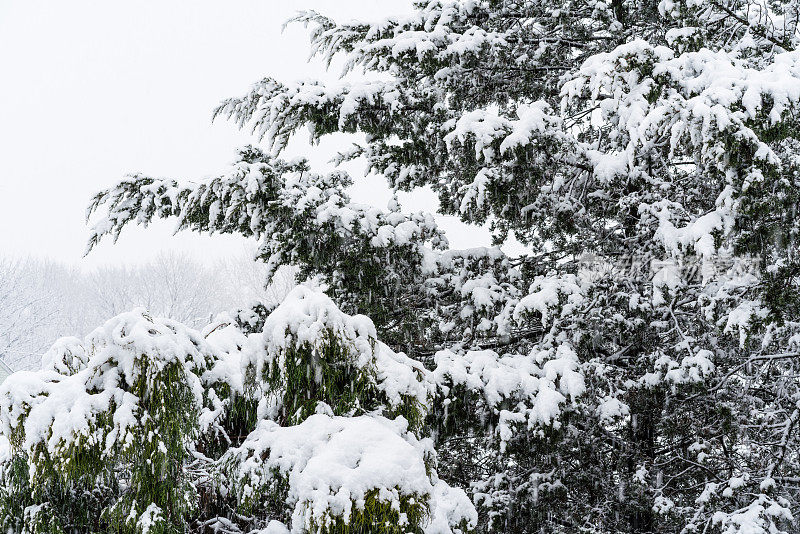 冬天的风景有常青树和新鲜的雪