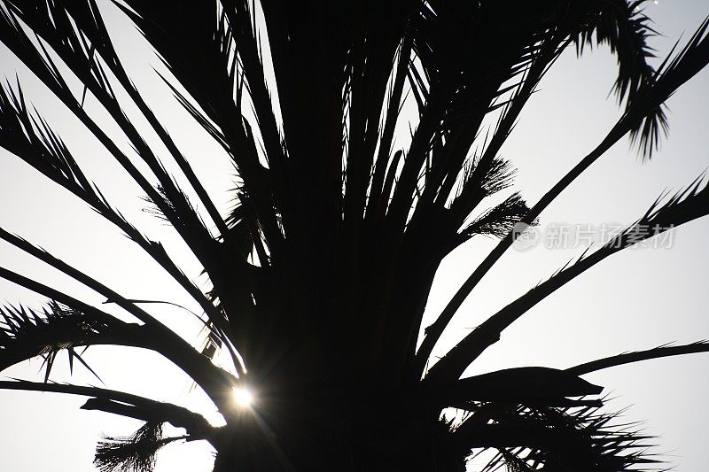 抬头看，一棵棕榈树的剪影