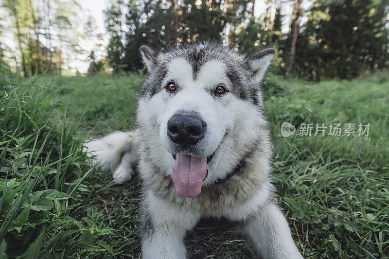 美丽的雪橇犬躺在草地上，戴着gps项圈