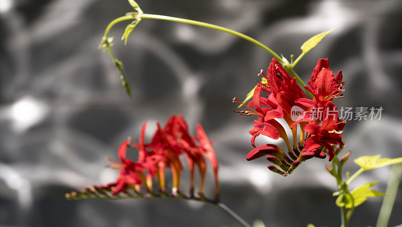 Crocosmia,特写