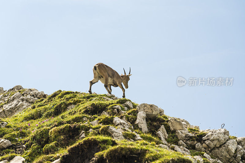 自然环境中的高山野山羊