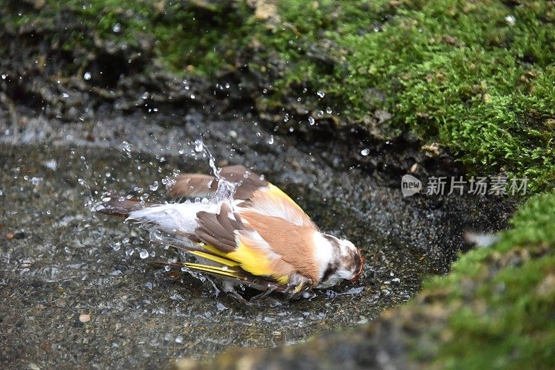 在水坑里洗澡的欧洲金翅雀