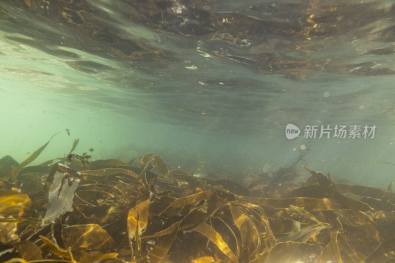 9月的一天，在康沃尔的波斯科诺，清澈的海水里，海藻在游动。