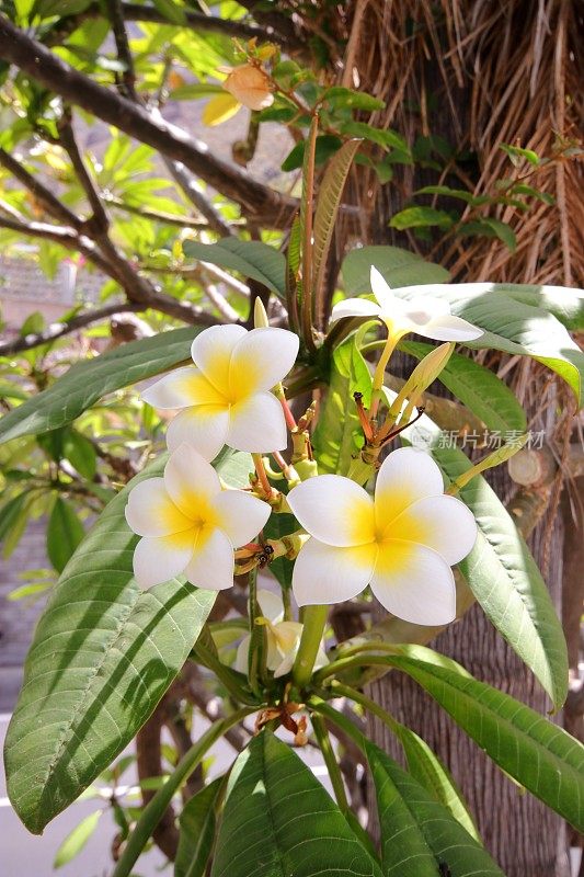 特内里费岛的鸡蛋花