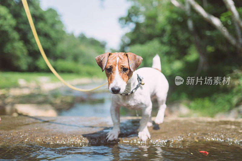 顽皮的小杰克罗素梗狗在瀑布中玩耍