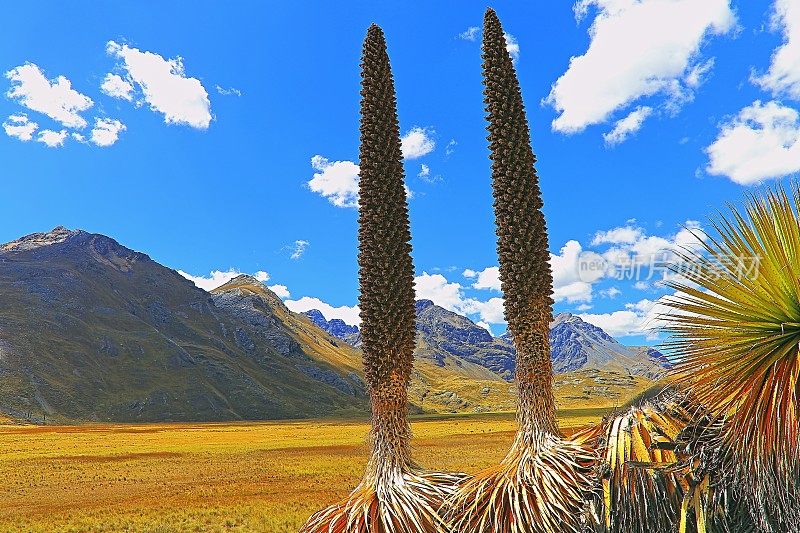 普亚·德·雷蒙迪和卡尔帕的山谷，布兰卡·坎西什，秘鲁安第斯山脉